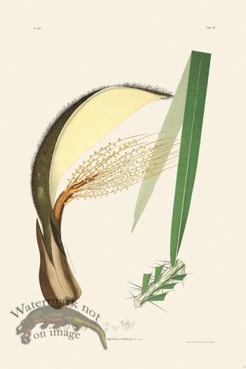 Rodrigues Palm Front 051